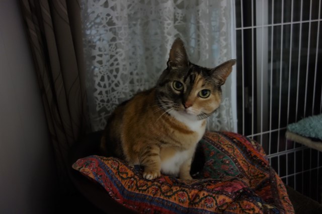 f:id:hiraryo0201:20170409090831j:plain