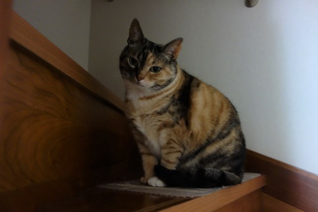 f:id:hiraryo0201:20170409090852j:plain