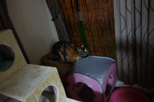 f:id:hiraryo0201:20170409090906j:plain