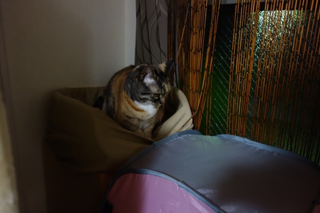 f:id:hiraryo0201:20170409090915j:plain