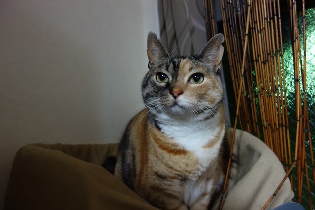 f:id:hiraryo0201:20170409090921j:plain