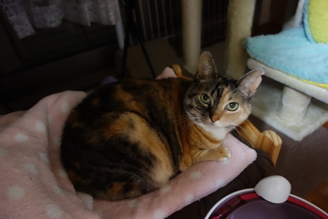 f:id:hiraryo0201:20170409090926j:plain