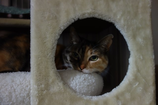 f:id:hiraryo0201:20170409091231j:plain