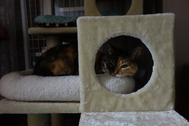 f:id:hiraryo0201:20170409091236j:plain