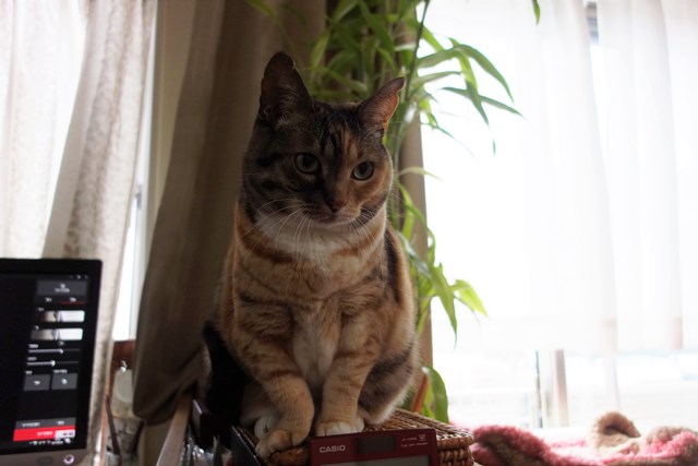 f:id:hiraryo0201:20170409214720j:plain f:id:hiraryo0201:20170409214720j:plain