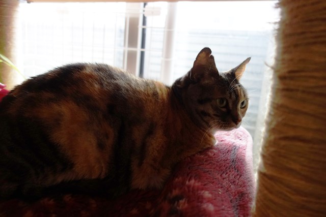 f:id:hiraryo0201:20170409214752j:plain f:id:hiraryo0201:20170409214752j:plain