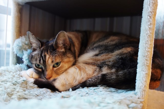 f:id:hiraryo0201:20170409214809j:plain f:id:hiraryo0201:20170409214809j:plain