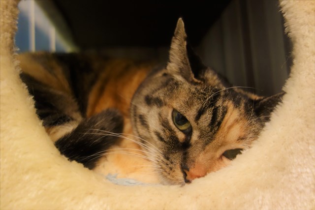 f:id:hiraryo0201:20170409214838j:plain f:id:hiraryo0201:20170409214838j:plain