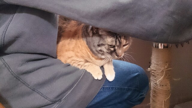 f:id:hiraryo0201:20170409214939j:image f:id:hiraryo0201:20170409214939j:image