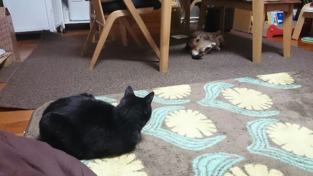 f:id:hiraryo0201:20170421210920j:image