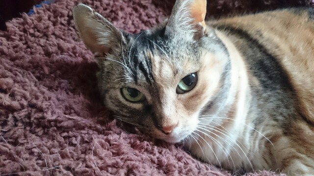 f:id:hiraryo0201:20170428230509j:image