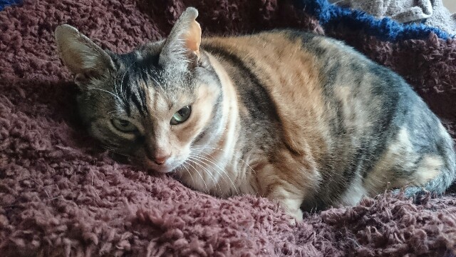 f:id:hiraryo0201:20170428230553j:image