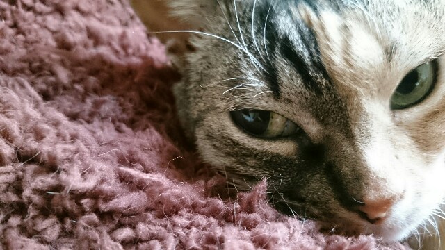 f:id:hiraryo0201:20170428230618j:image