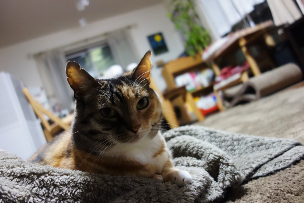 f:id:hiraryo0201:20170430090355j:plain f:id:hiraryo0201:20170430090355j:plain