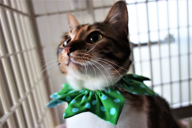 f:id:hiraryo0201:20170506212030j:plain f:id:hiraryo0201:20170506212030j:plain