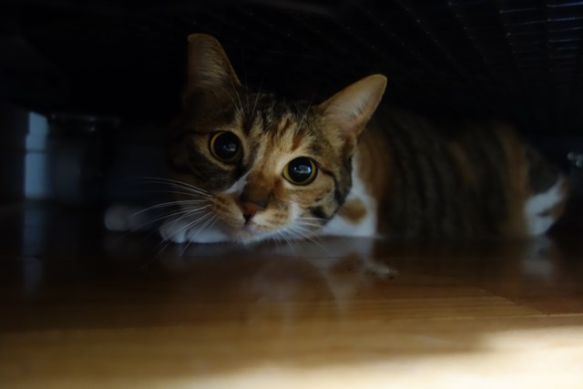 f:id:hiraryo0201:20170506214511j:plain f:id:hiraryo0201:20170506214511j:plain