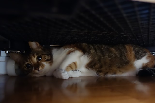 f:id:hiraryo0201:20170506214518j:plain f:id:hiraryo0201:20170506214518j:plain