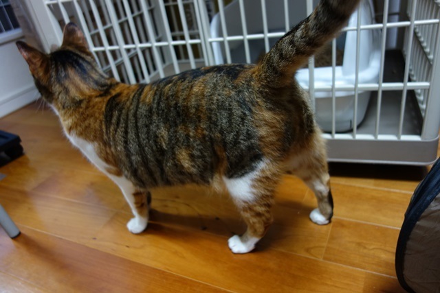 f:id:hiraryo0201:20170506214537j:plain f:id:hiraryo0201:20170506214537j:plain