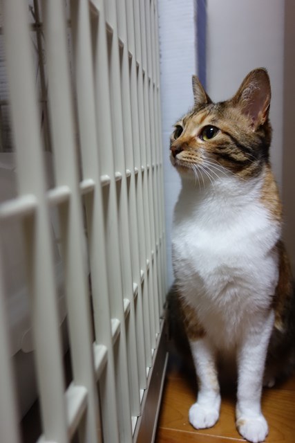 f:id:hiraryo0201:20170506214609j:plain f:id:hiraryo0201:20170506214609j:plain