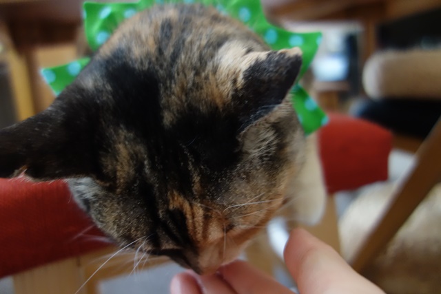 f:id:hiraryo0201:20170507091721j:plain