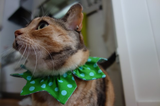 f:id:hiraryo0201:20170507092133j:plain