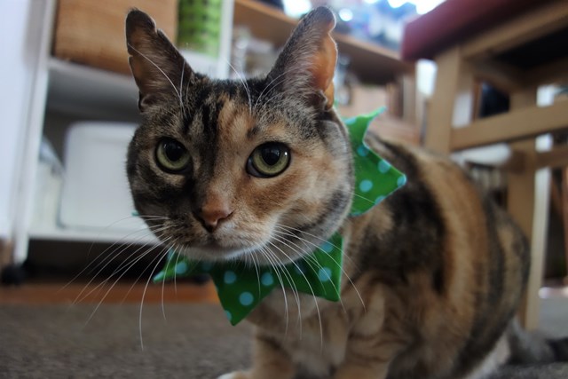 f:id:hiraryo0201:20170507092356j:plain