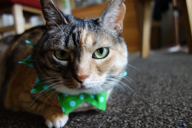 f:id:hiraryo0201:20170507092408j:plain