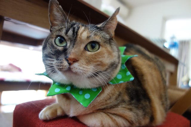 f:id:hiraryo0201:20170507092419j:plain