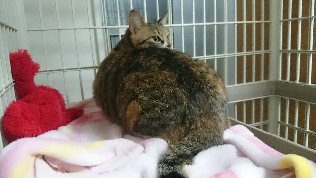 f:id:hiraryo0201:20170507094239j:image f:id:hiraryo0201:20170507094239j:image