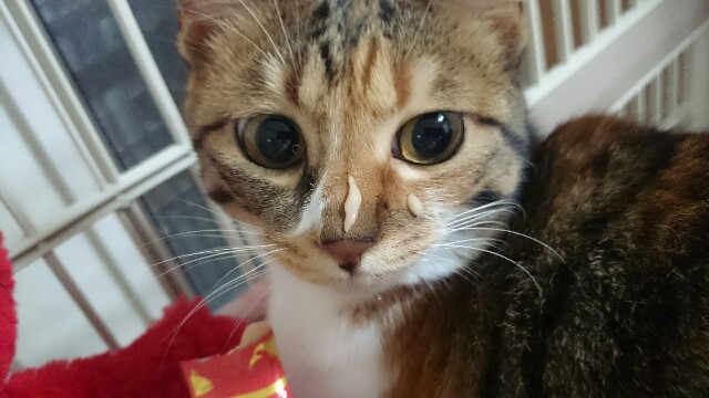 f:id:hiraryo0201:20170507094350j:plain f:id:hiraryo0201:20170507094350j:plain