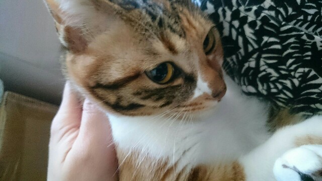 f:id:hiraryo0201:20170507094710j:image f:id:hiraryo0201:20170507094710j:image