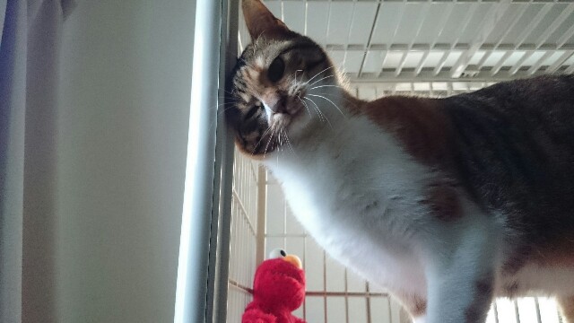 f:id:hiraryo0201:20170507094728j:plain f:id:hiraryo0201:20170507094728j:plain