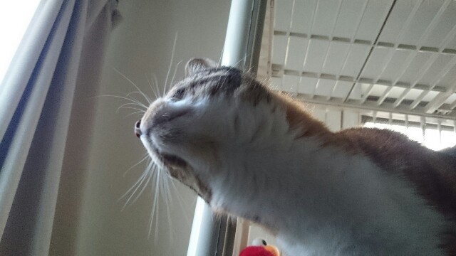 f:id:hiraryo0201:20170507094743j:plain f:id:hiraryo0201:20170507094743j:plain