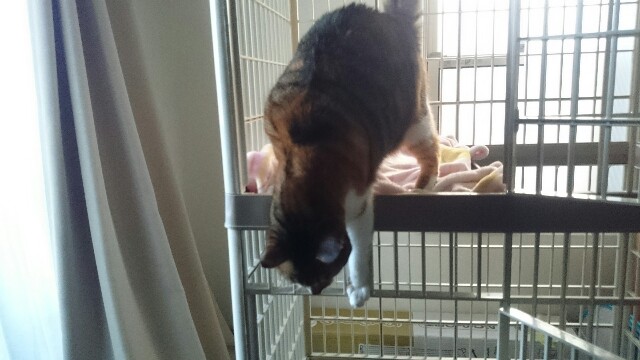 f:id:hiraryo0201:20170507094755j:plain f:id:hiraryo0201:20170507094755j:plain