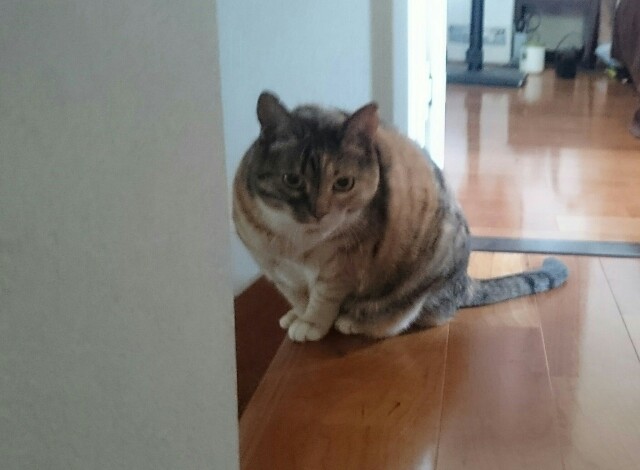 f:id:hiraryo0201:20170507095121j:image f:id:hiraryo0201:20170507095121j:image