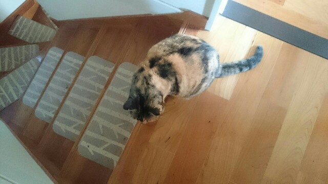 f:id:hiraryo0201:20170507095138j:image f:id:hiraryo0201:20170507095138j:image