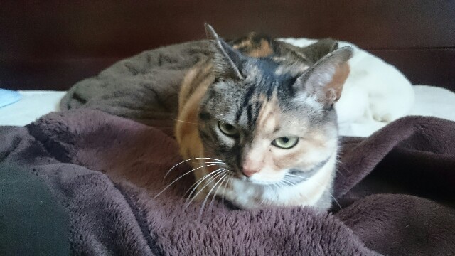 f:id:hiraryo0201:20170507095206j:image f:id:hiraryo0201:20170507095206j:image