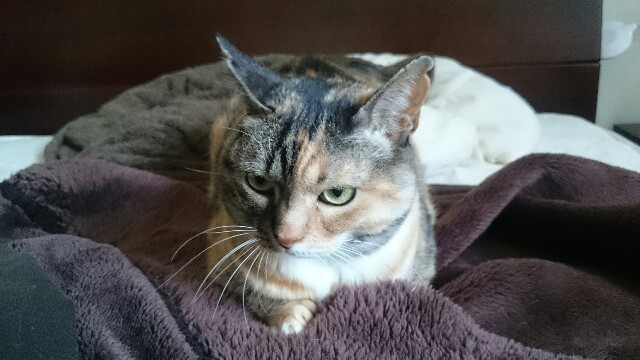 f:id:hiraryo0201:20170507095222j:image f:id:hiraryo0201:20170507095222j:image