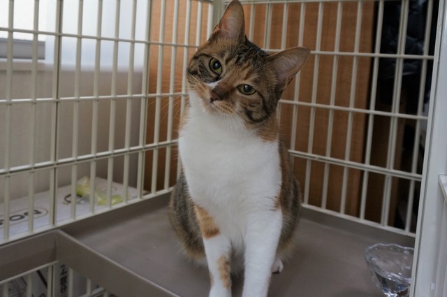 f:id:hiraryo0201:20170507104855j:plain f:id:hiraryo0201:20170507104855j:plain