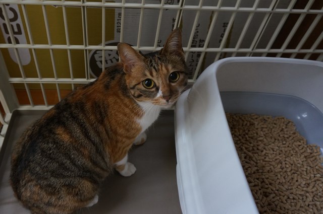 f:id:hiraryo0201:20170507104917j:plain f:id:hiraryo0201:20170507104917j:plain