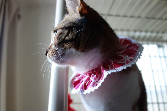 f:id:hiraryo0201:20170507105123j:plain f:id:hiraryo0201:20170507105123j:plain