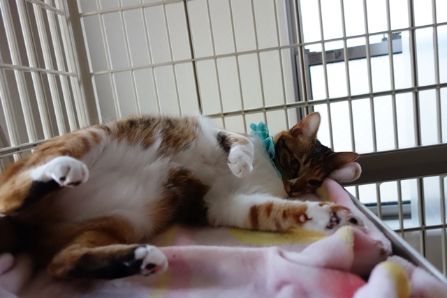 f:id:hiraryo0201:20170507105135j:plain f:id:hiraryo0201:20170507105135j:plain