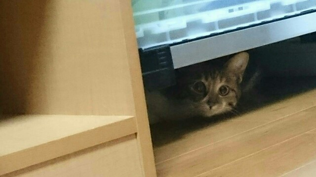 f:id:hiraryo0201:20170509190625j:image f:id:hiraryo0201:20170509190625j:image