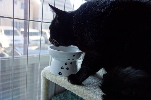 f:id:hiraryo0201:20170513082344j:plain f:id:hiraryo0201:20170513082344j:plain