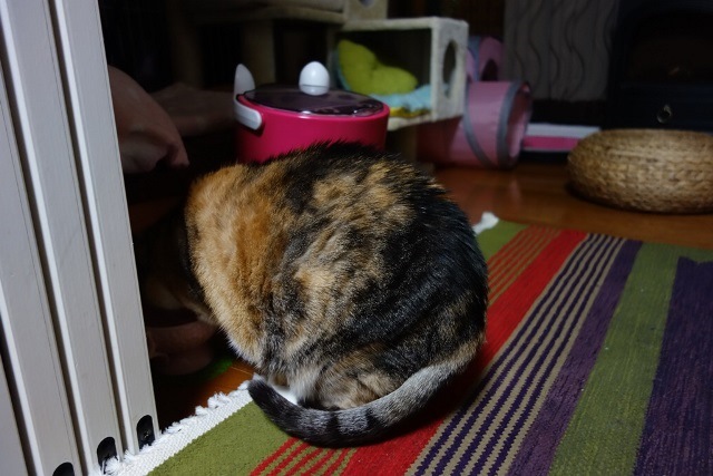 f:id:hiraryo0201:20170513084029j:plain f:id:hiraryo0201:20170513084029j:plain