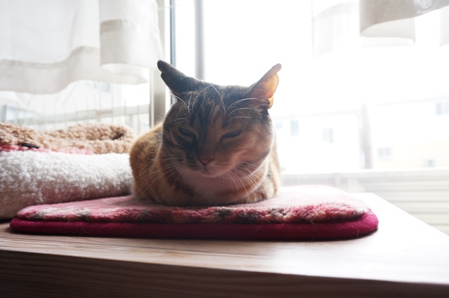 f:id:hiraryo0201:20170513084751j:plain f:id:hiraryo0201:20170513084751j:plain