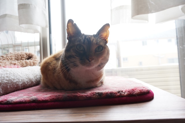 f:id:hiraryo0201:20170513084832j:plain f:id:hiraryo0201:20170513084832j:plain