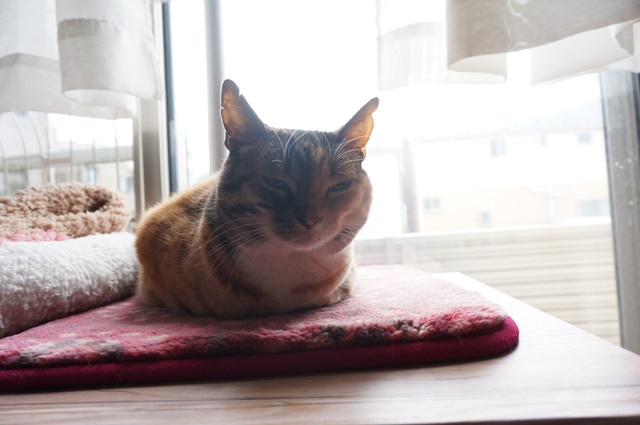 f:id:hiraryo0201:20170513084908j:plain f:id:hiraryo0201:20170513084908j:plain