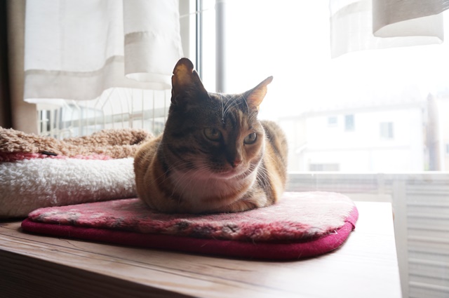 f:id:hiraryo0201:20170513085124j:plain f:id:hiraryo0201:20170513085124j:plain