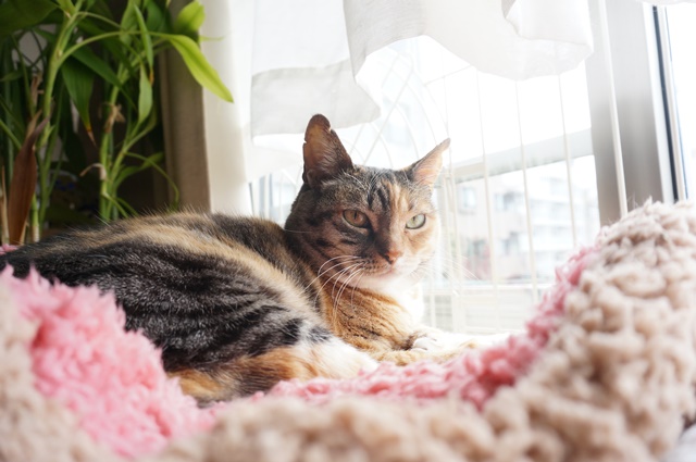 f:id:hiraryo0201:20170513092711j:plain